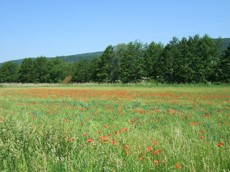 2011- 078.jpg